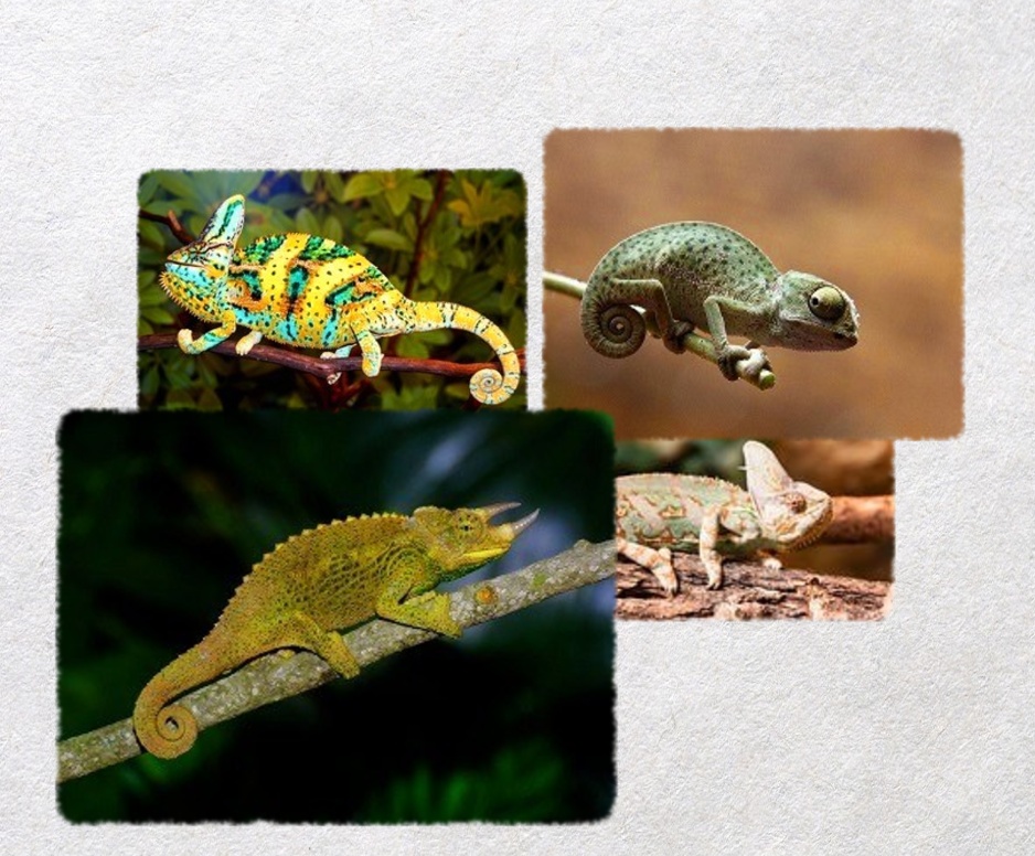 pet chameleons