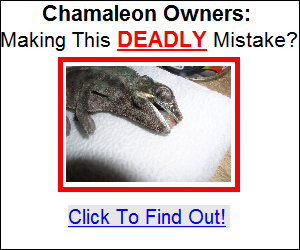 chameleon care guide