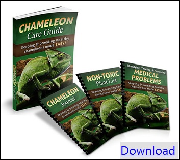 chameleon care guide