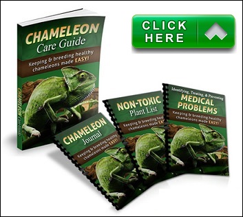 chameleon care guide