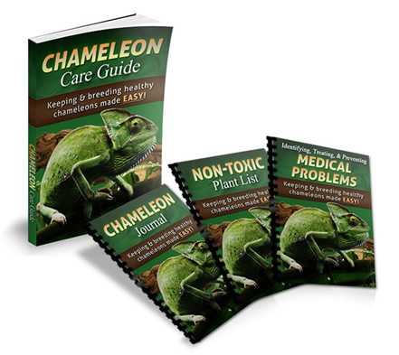 chameleon care guide