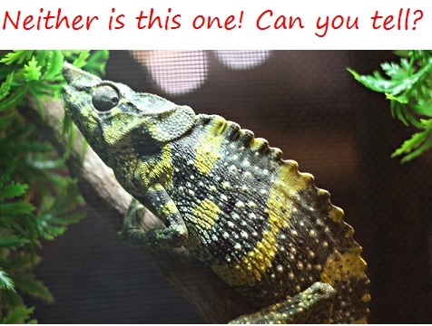 Chameleon Care Guide - Keeping and Breeding Healthy Chameleons Made Easy!