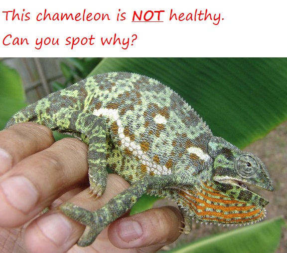 chameleon sick